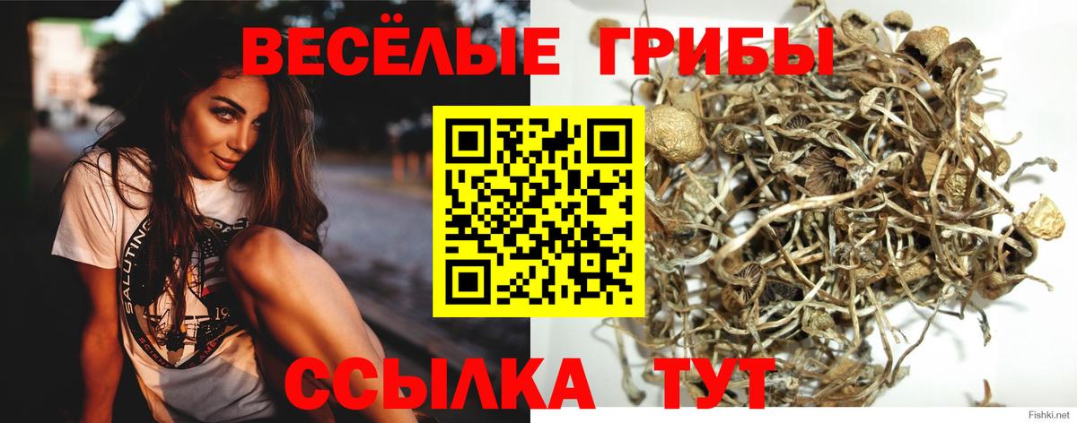 Галлюциногенные грибы Psilocybine cubensis Лянтор
